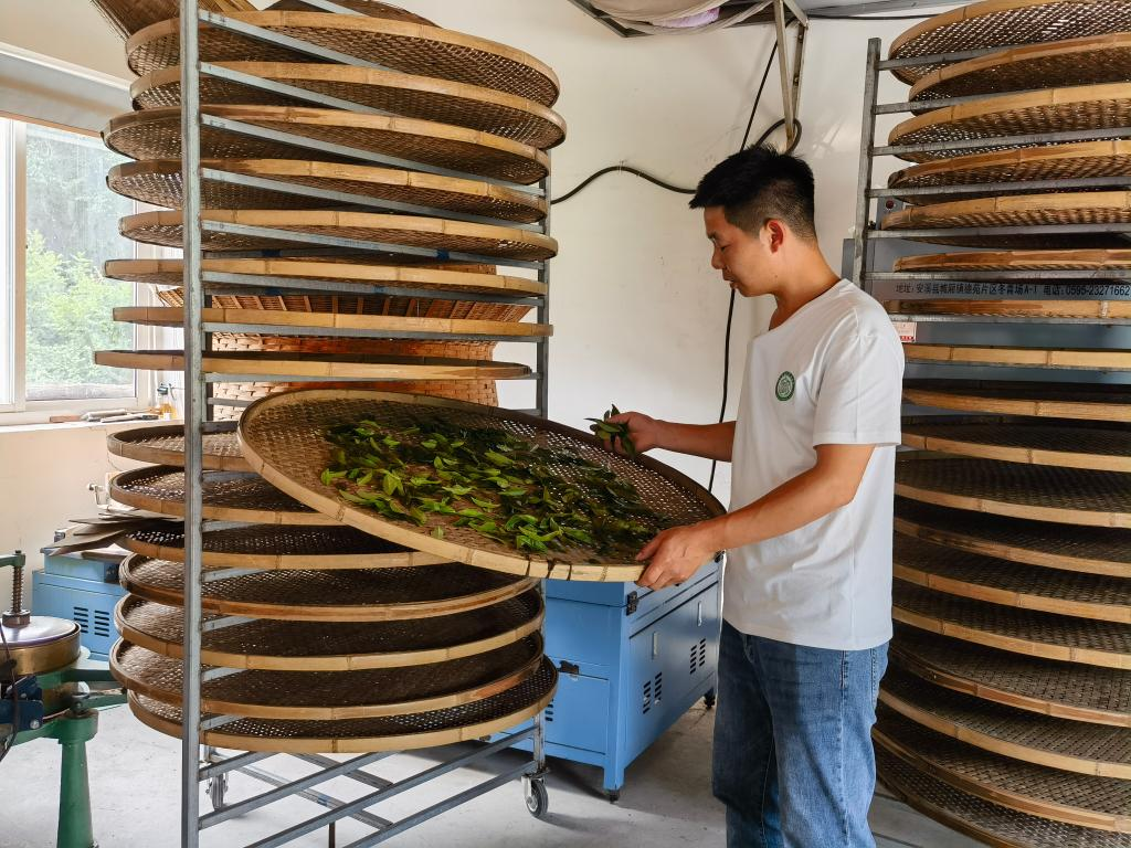 5月18日，彭登灿在厂房内整理茶叶鲜叶。新华社记者陈诺 摄