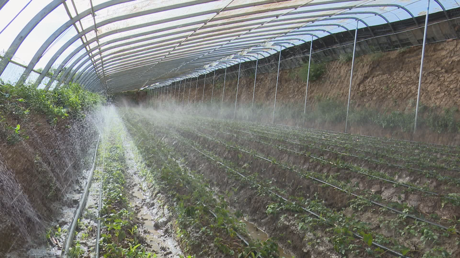 打通特色产业“经”脉 华亭这样走富“蔬”之路