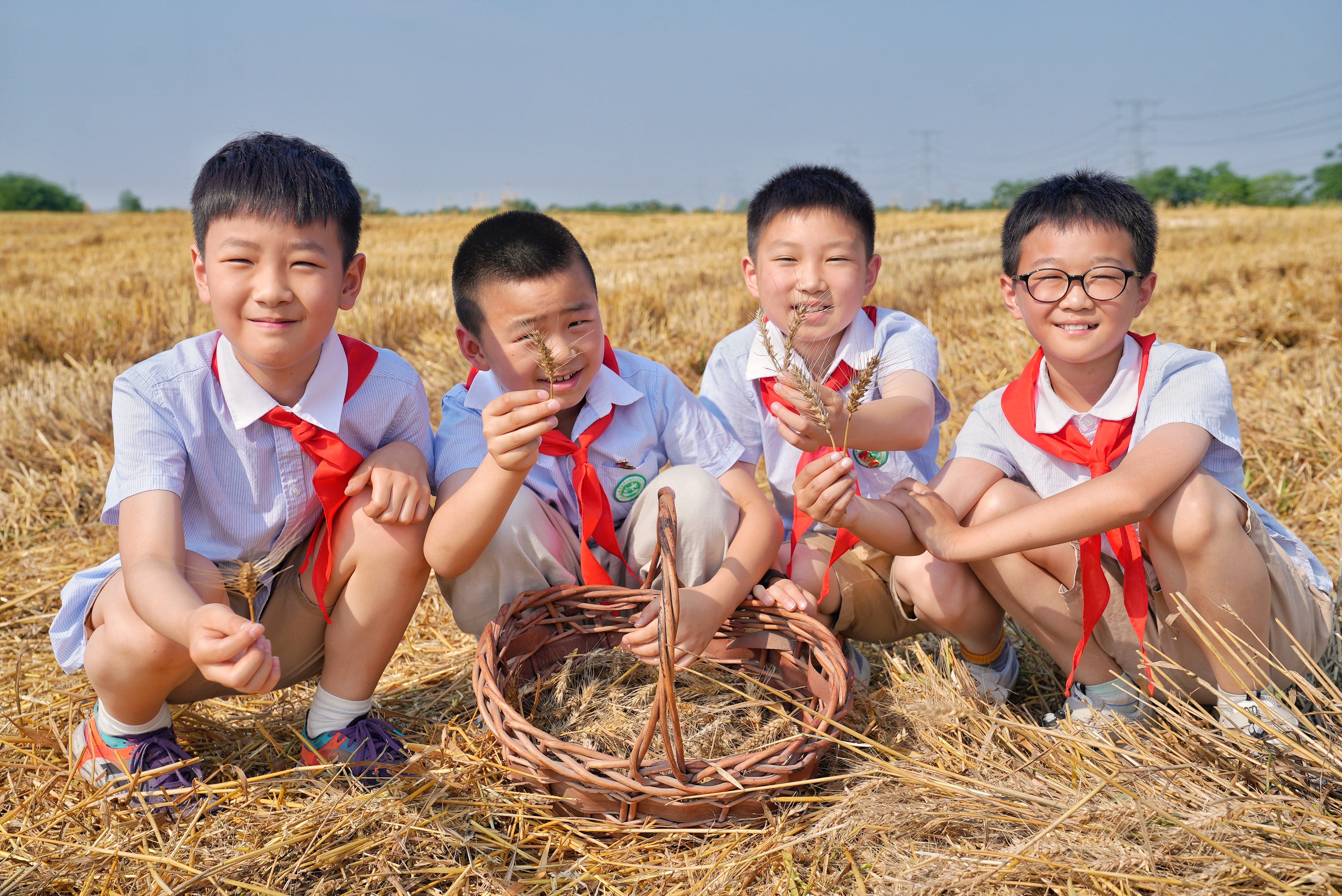 风吹金色麦浪 江淮分水岭上丰收忙 合肥蜀山区4万多亩小麦迎来丰收季