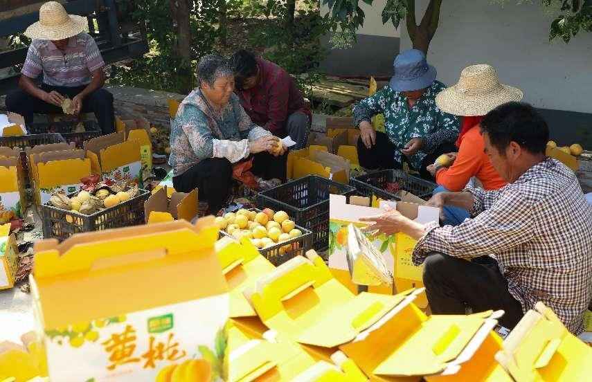 （2023年6月2日，在肥西县柿树岗乡周楼村黄桃种植基地，村民正在包装黄桃。 余梦瑶 摄）