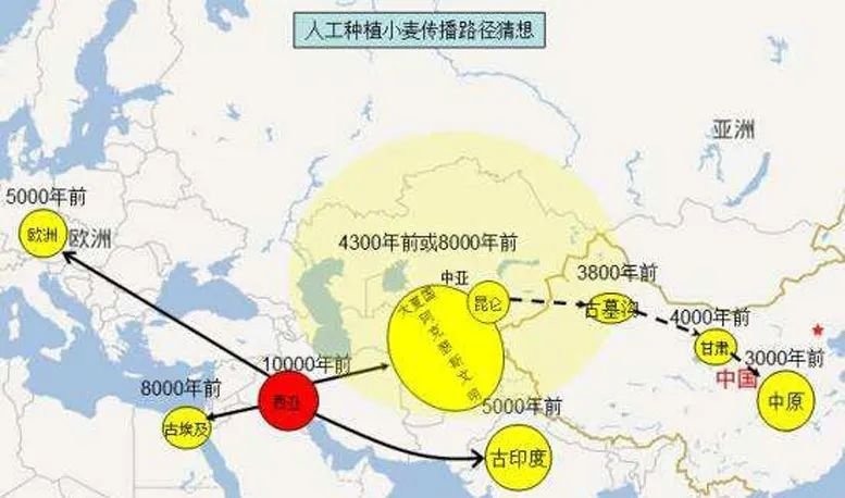 唐驳虎:麦收时节频降雨,背后是小麦在中国的“水土不服”