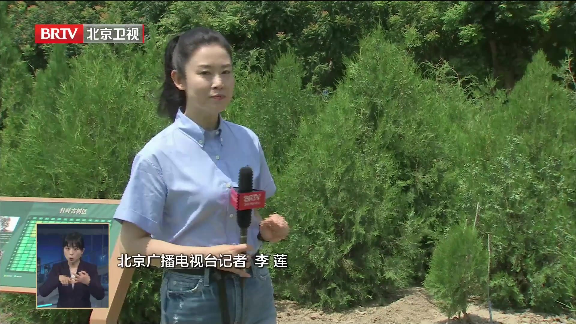 北京采用基因保存创新技术保留重要古树名木纯正血统