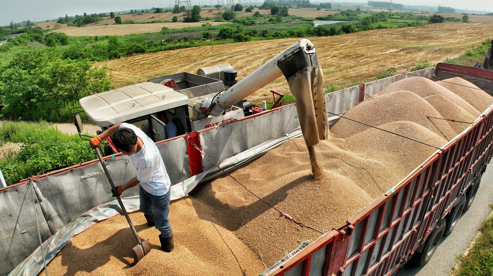 风吹金色麦浪 江淮分水岭上丰收忙 合肥蜀山区4万多亩小麦迎来丰收季