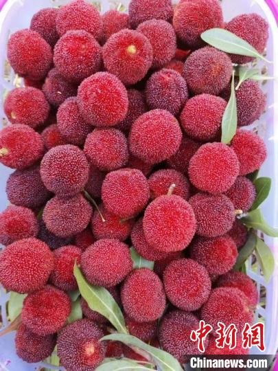 图为刚采摘下来的新鲜杨梅。 罗梁丹 摄