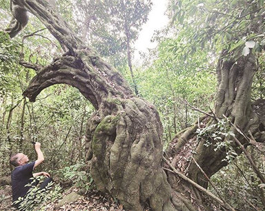 
竹溪惊现铁匠木古树
