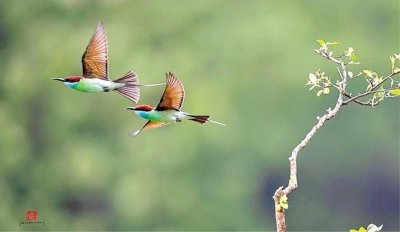 美丽小鸟蓝喉蜂虎。贾连成 摄