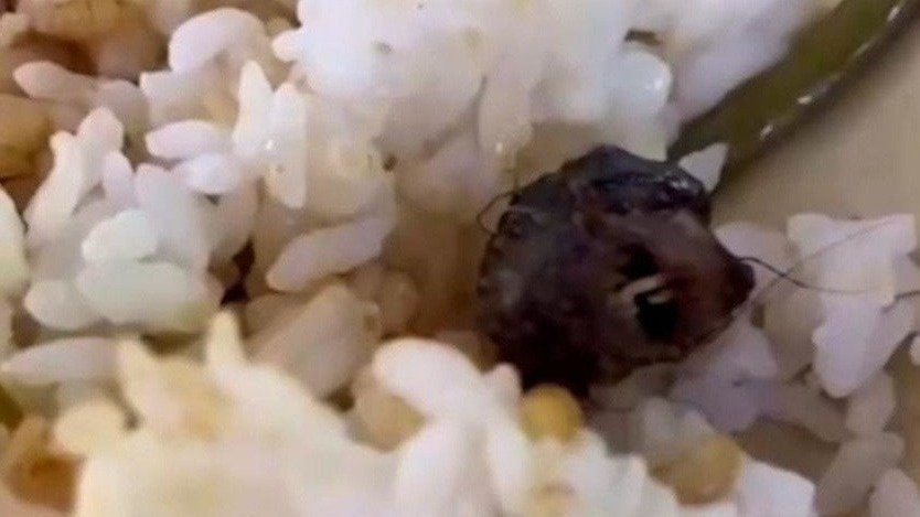 菁禾餐饮再声明非高校食堂鼠头事件承包方：负责的是另一校区