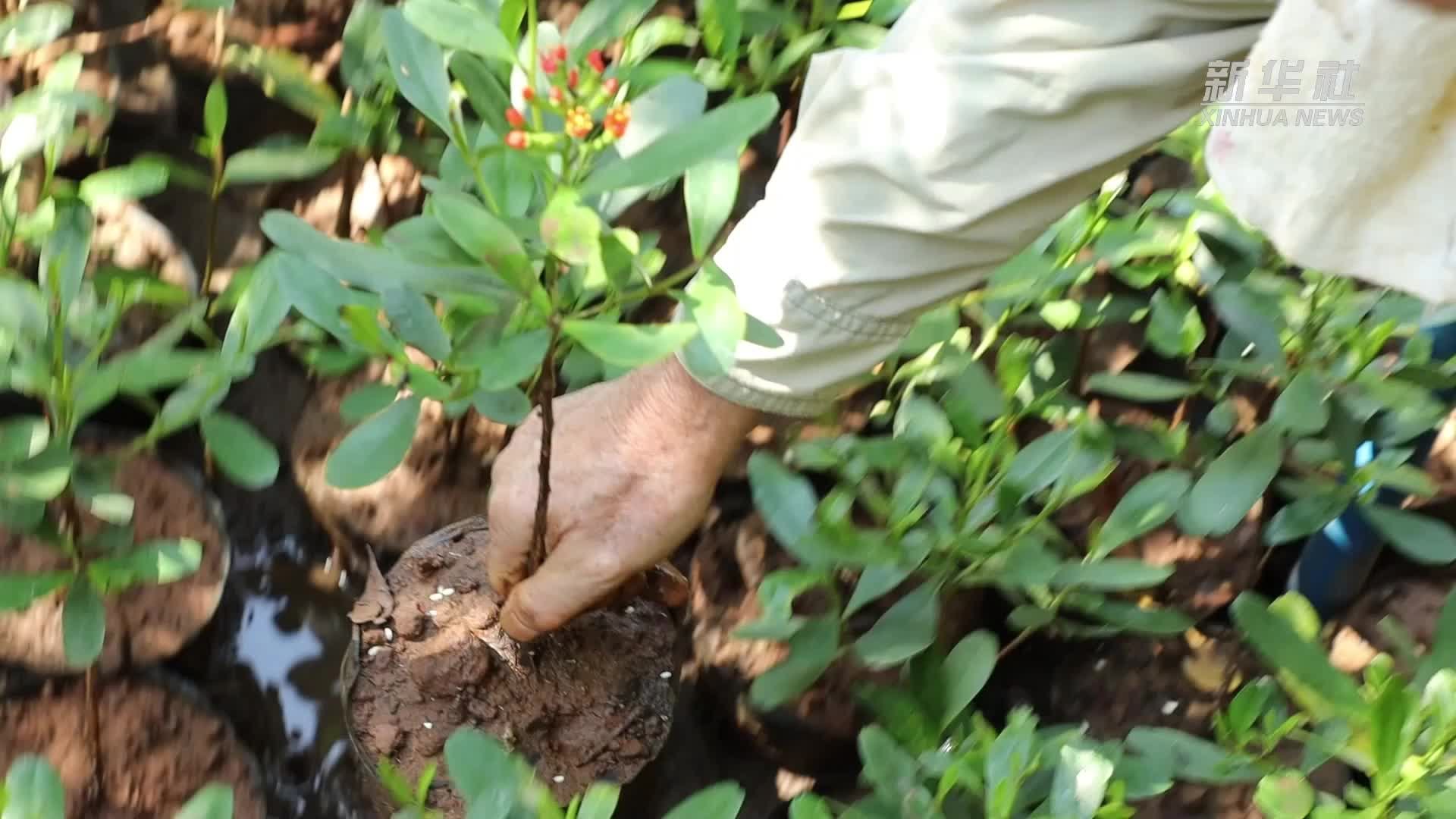 拯救濒危红榄李_凤凰网视频_凤凰网