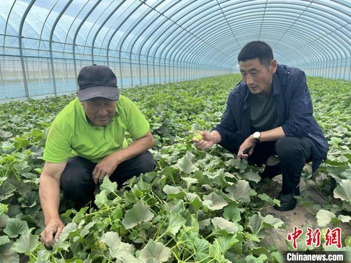 图为董玉波(右)查看香瓜长势。　李潇 摄