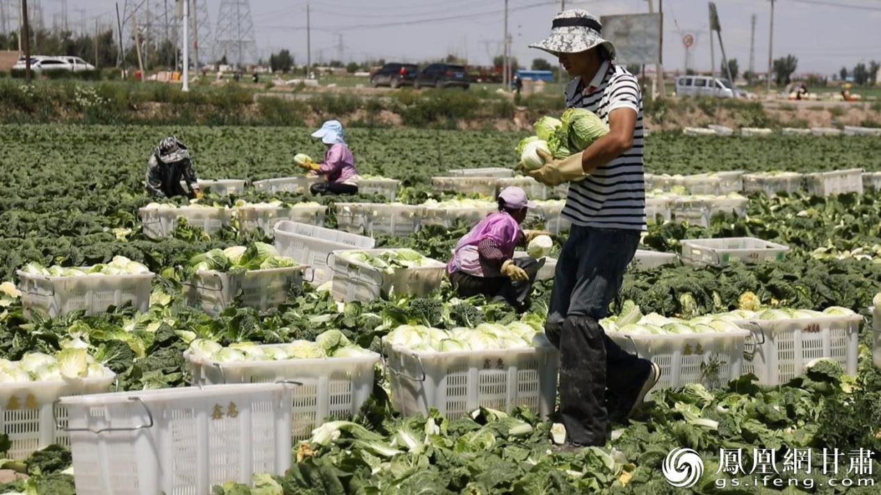 永昌县朱王堡镇高原夏菜喜获丰收 永昌县融媒体中心供图