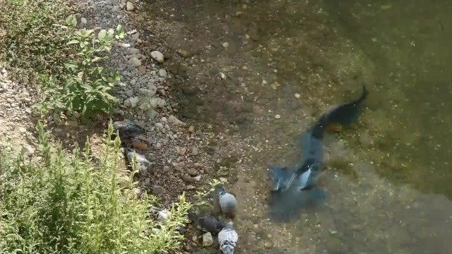 法国鲶鱼开始上岸捕食鸽子？生态学家：这种生态互动意味着进化开始了