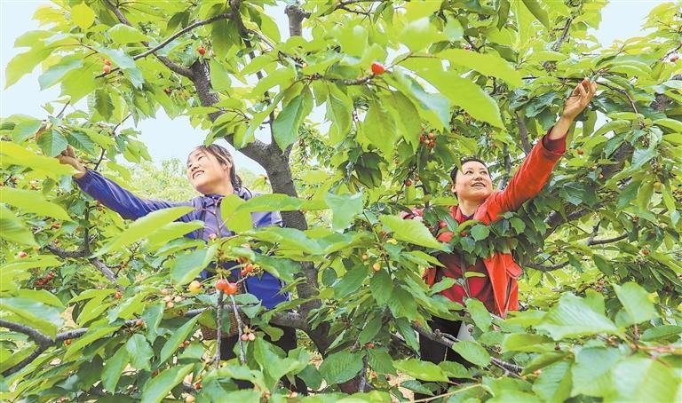 农户采摘樱桃 新甘肃&middot;甘肃日报通讯员 刘建军