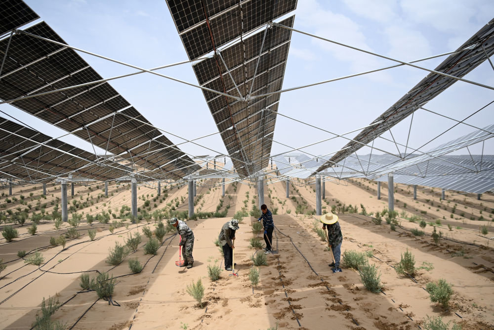 6月1日，工人在武威市凉州区九墩滩光伏治沙示范园区管护喷灌管道。