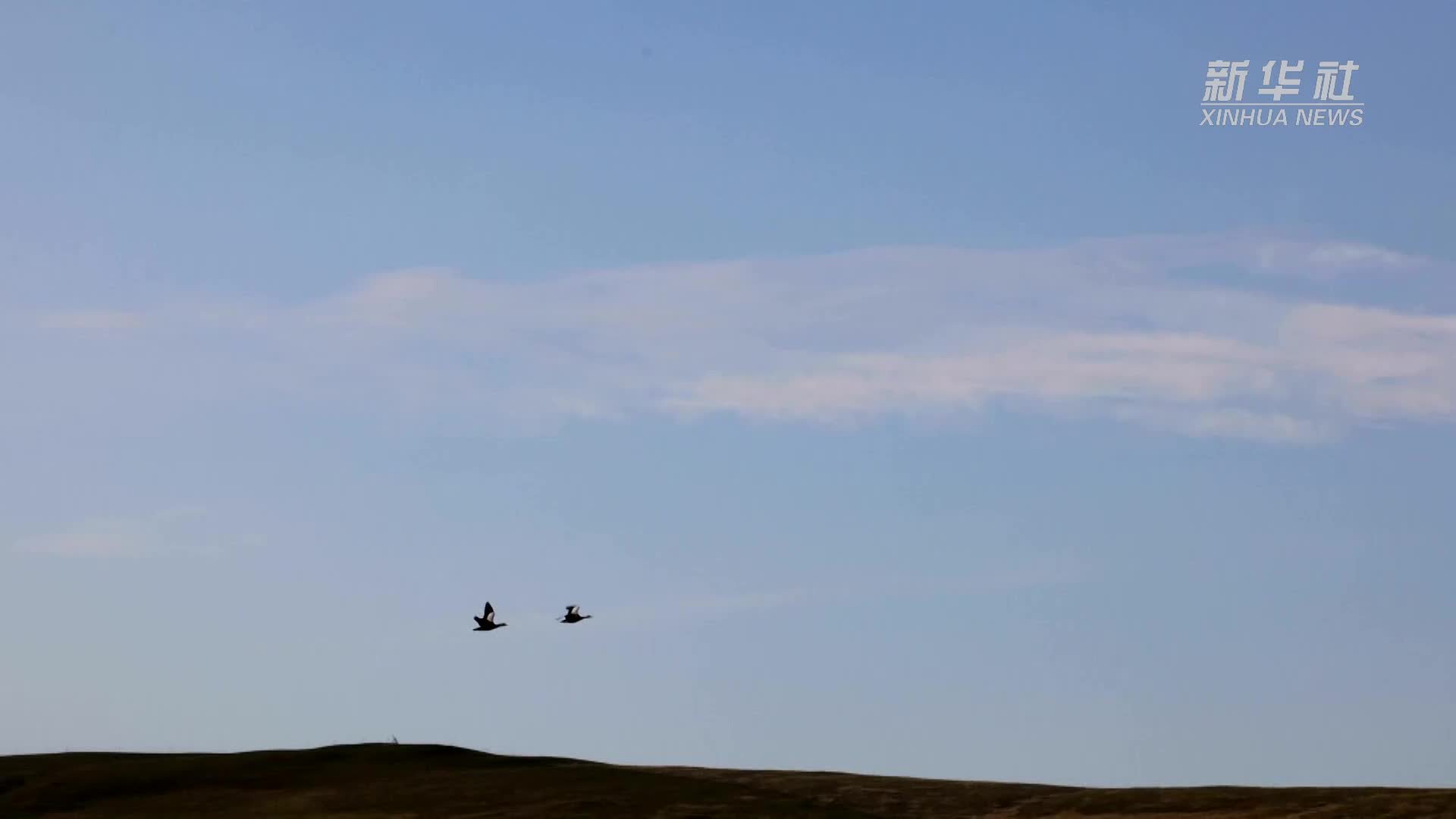 这里的套马比赛 5岁萌娃申请“出战”