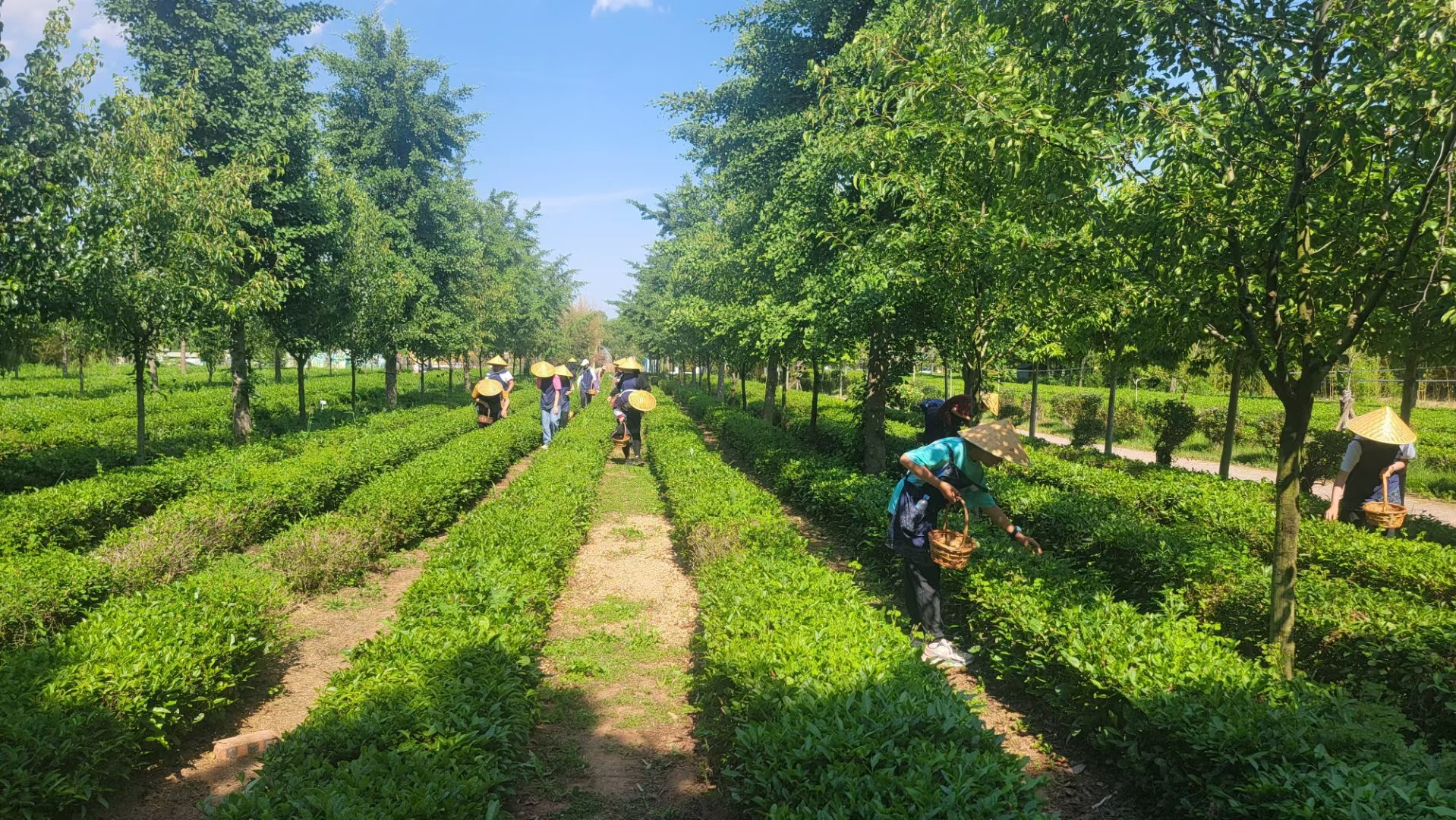即墨区：研学旅游激活乡村振兴新动能