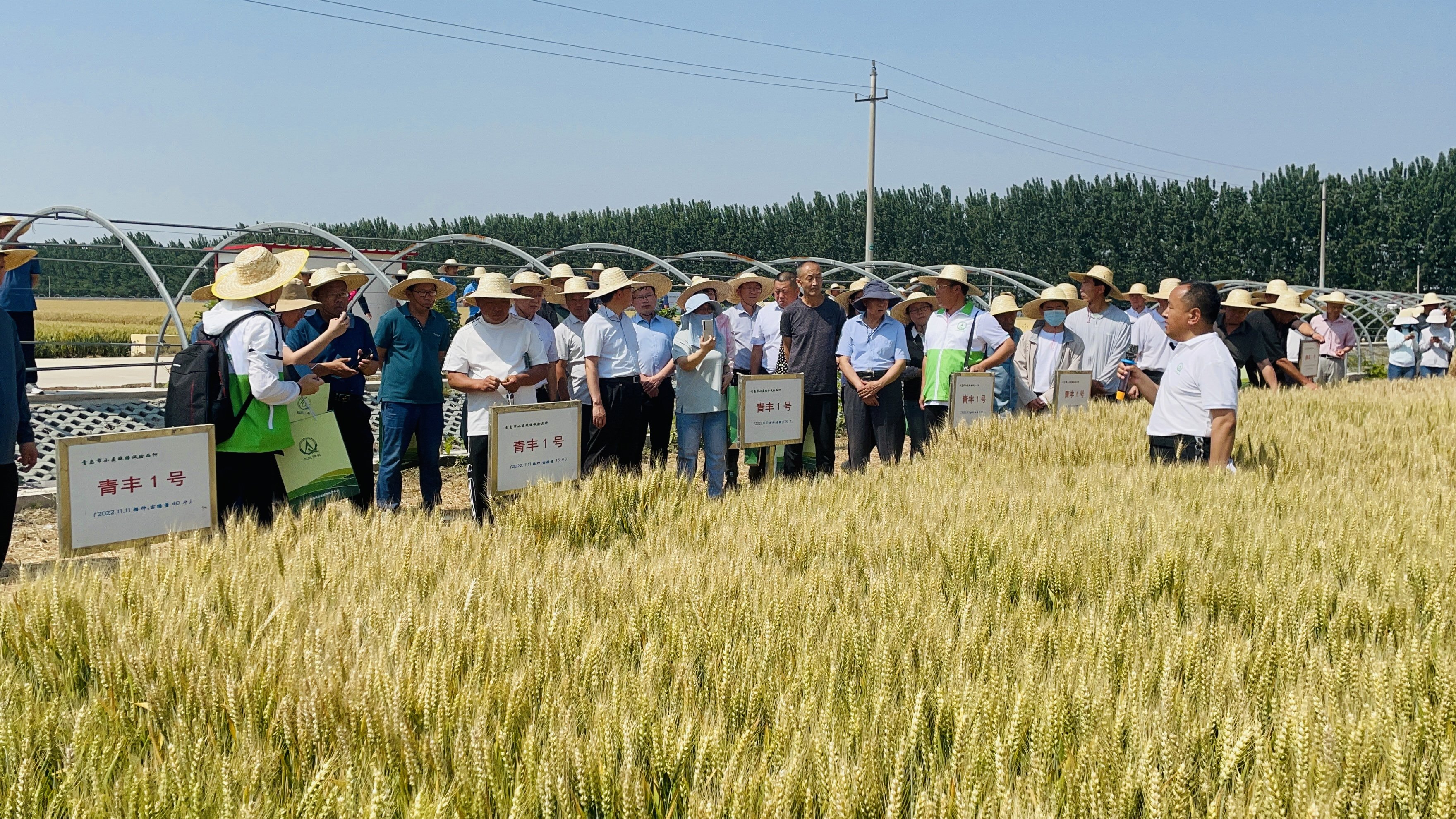 麦收时节话丰收 解密青岛绿色增粮背后的科技密码