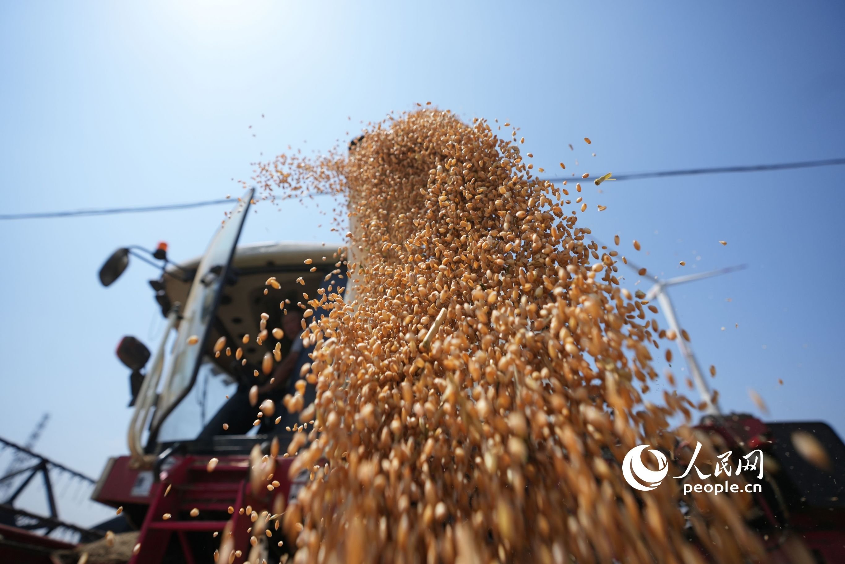 河南省滑县的小麦迎来丰收。人民网记者 王天乐摄