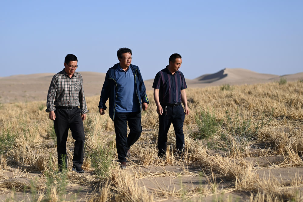 5月31日，甘肃省治沙研究所科研人员在武威市民勤县沙咀墩机械压沙示范区查看树苗生长情况。