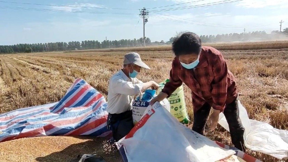 实拍河南一村庄收割小麦，农民：收成不如去年