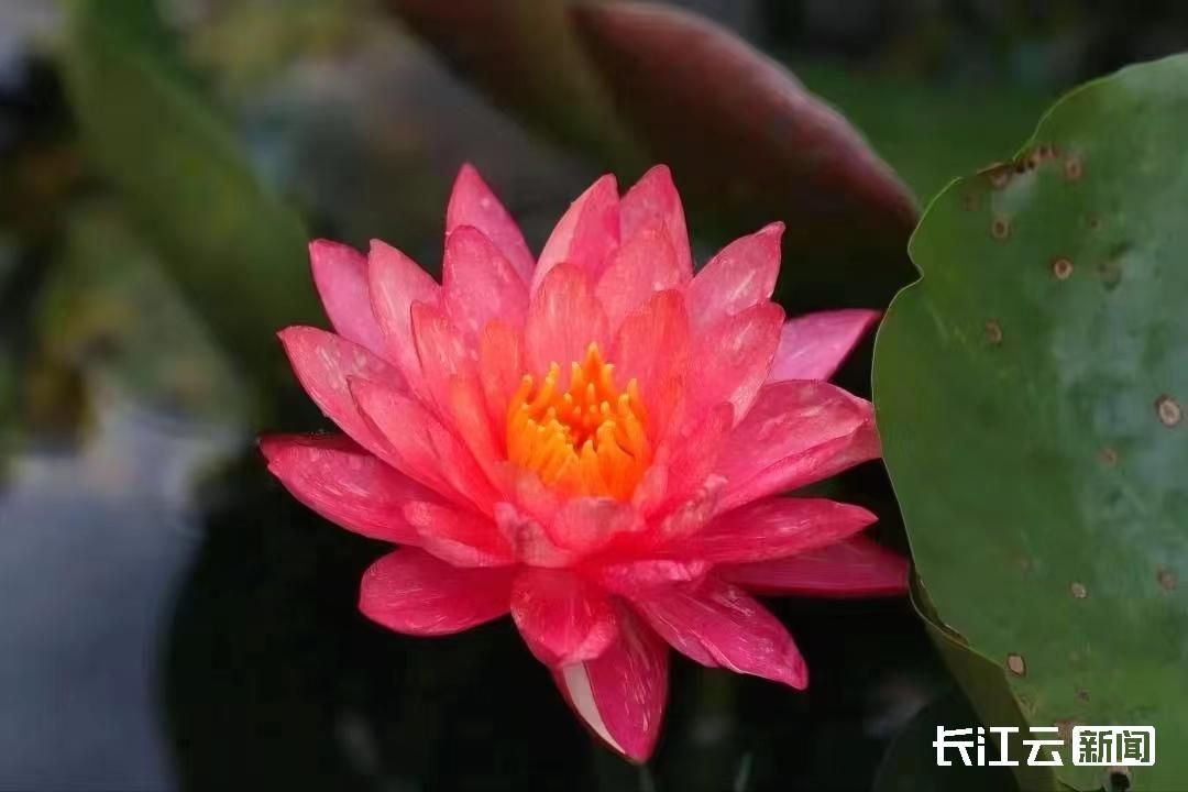 中国科学院武汉植物园特色睡莲“万维莎” 陈长丽 摄
