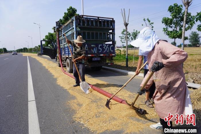 图为河南省新乡县农民将晒好的小麦装车。　韩章云 摄