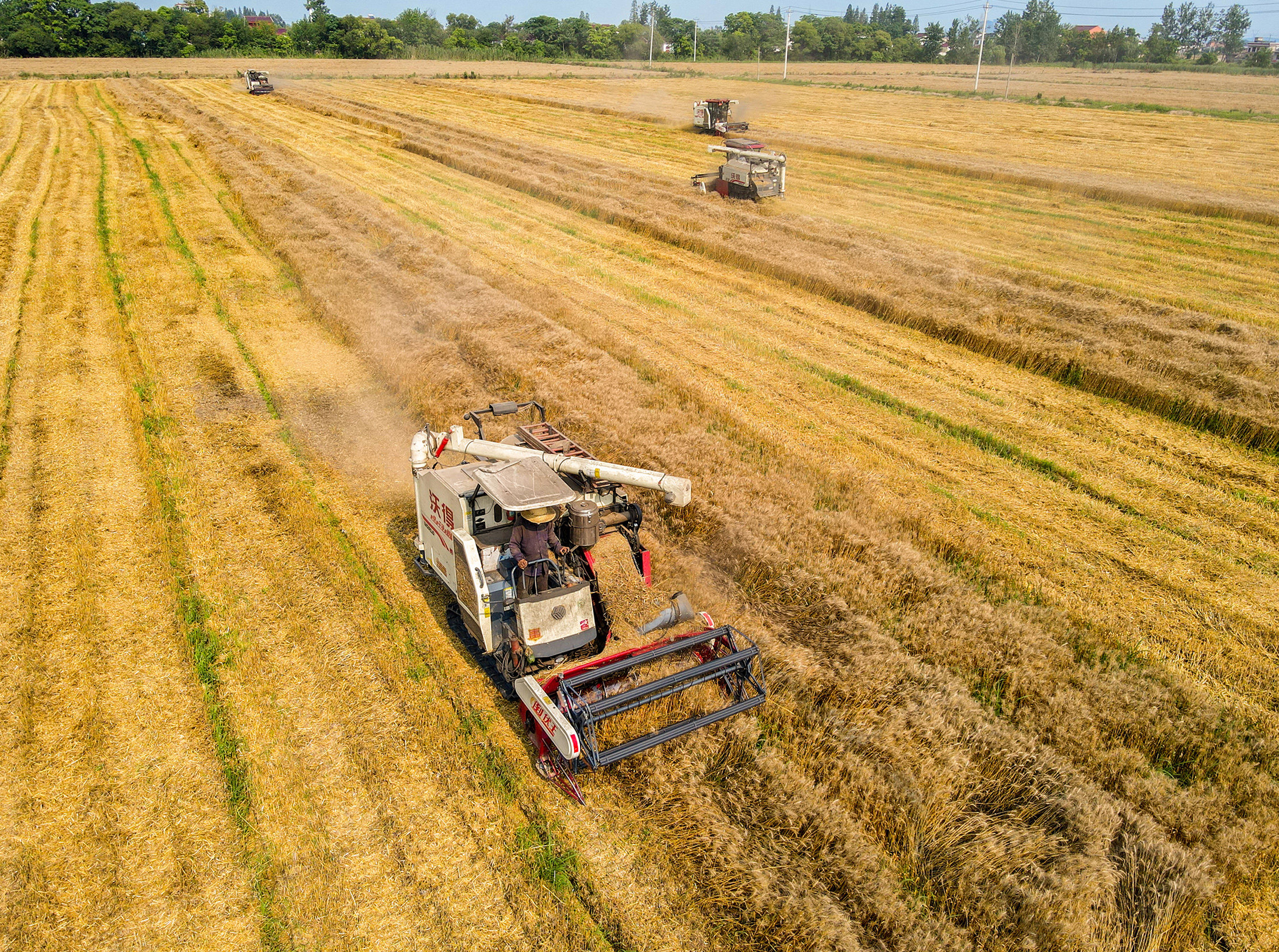 安徽庐江:麦收时节抢丰粮