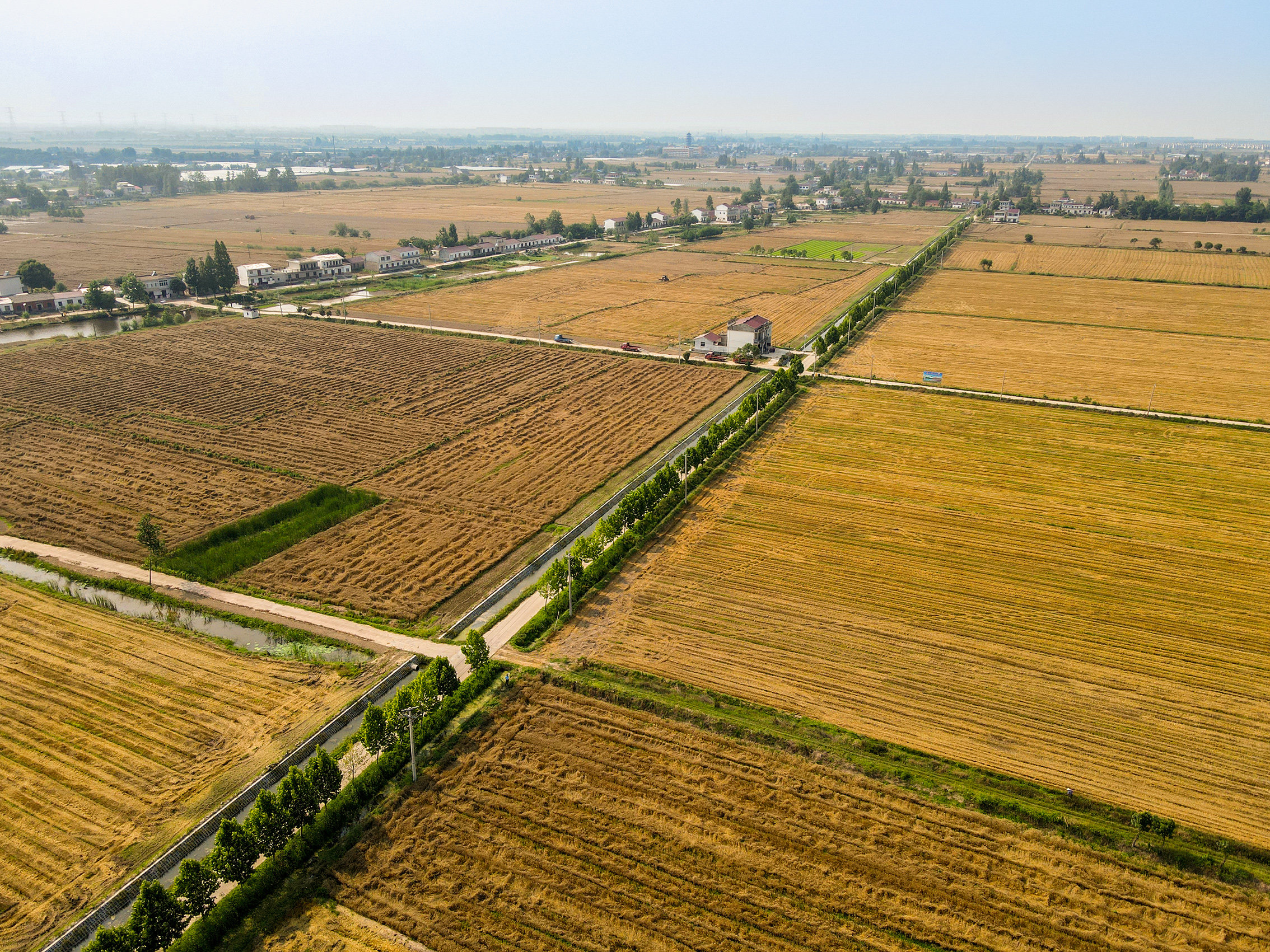 安徽庐江:麦收时节抢丰粮