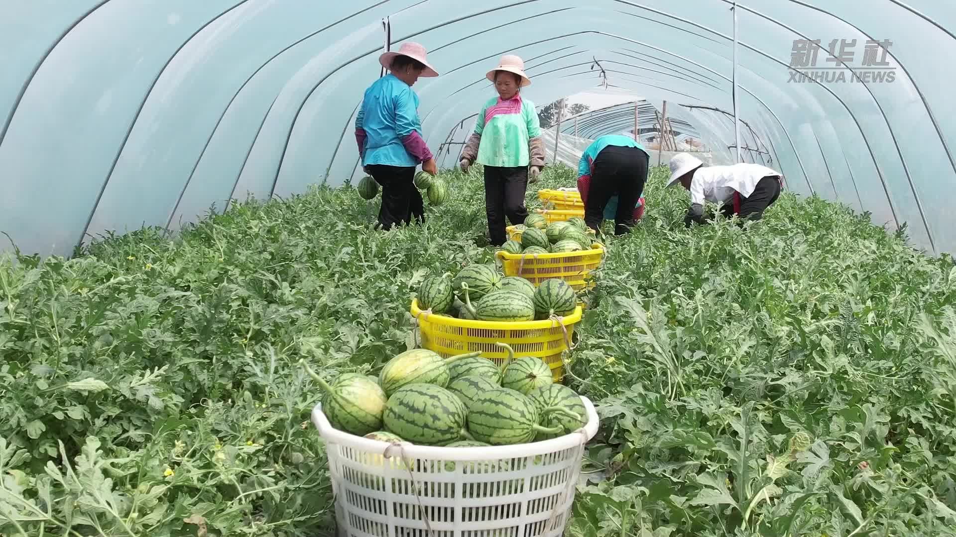 致富种植视频全集(致富种植什么比较赚大钱)