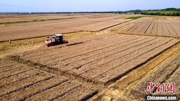 陕西渭南进入夏粮集中收获期超五千台收割机助夏粮归仓