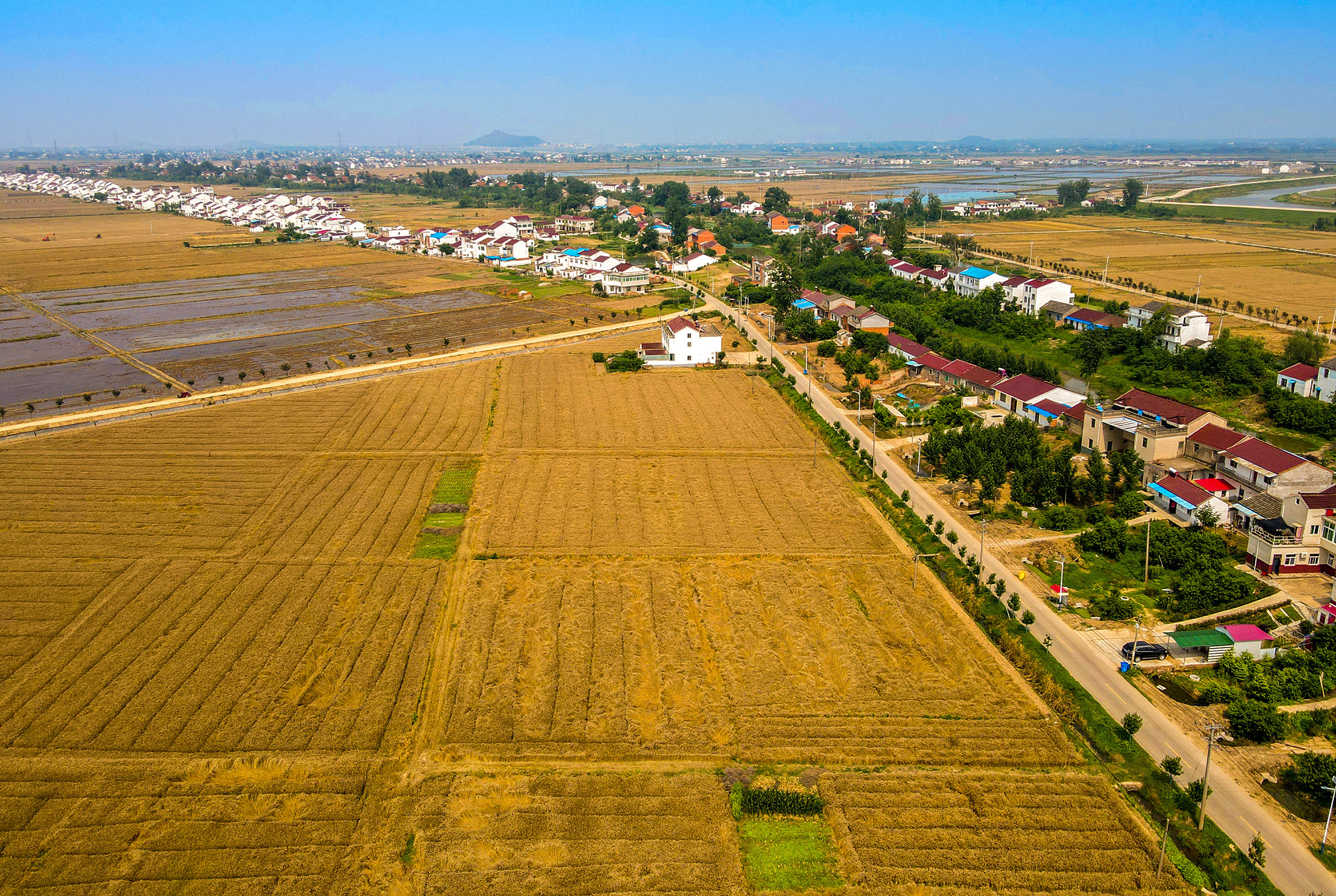 安徽庐江:麦收时节抢丰粮
