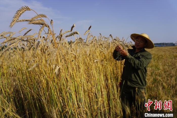 河南新乡：多彩小麦比人高杆径可做吸管