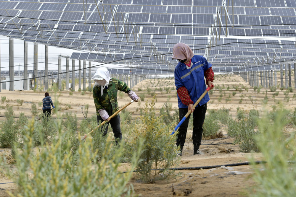 6月1日，工人在武威市凉州区九墩滩光伏治沙示范园区管护喷灌管道。