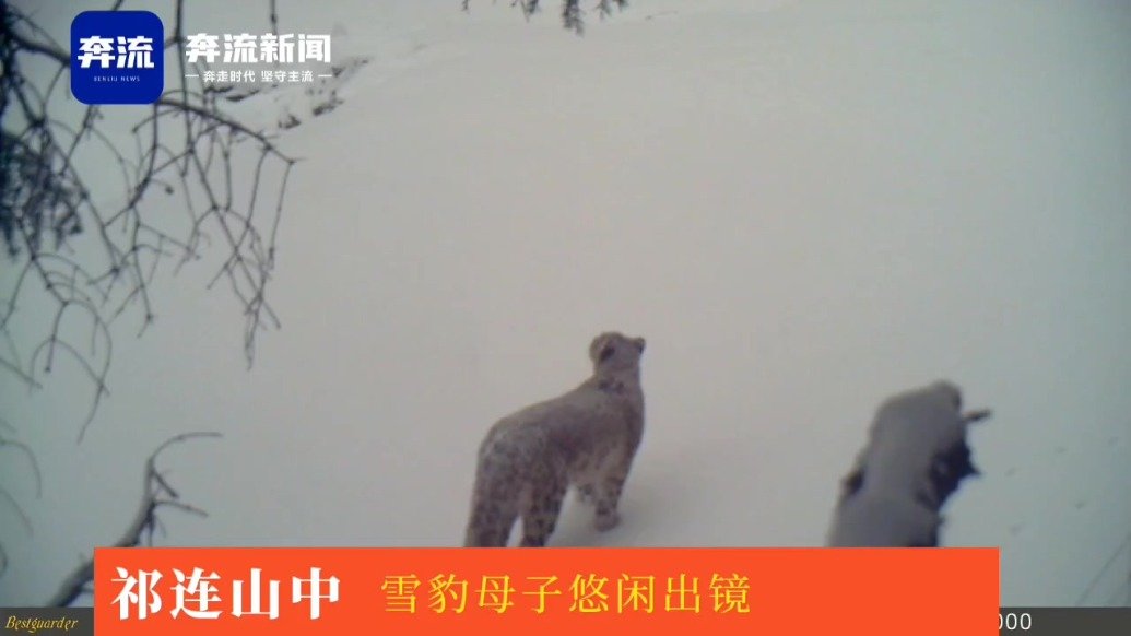 祁连山国家公园拍摄到雪豹母子珍贵视频
