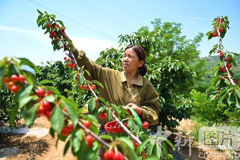 6月8日，甘肃省天水市秦州区一樱桃园内，果农采摘樱桃。