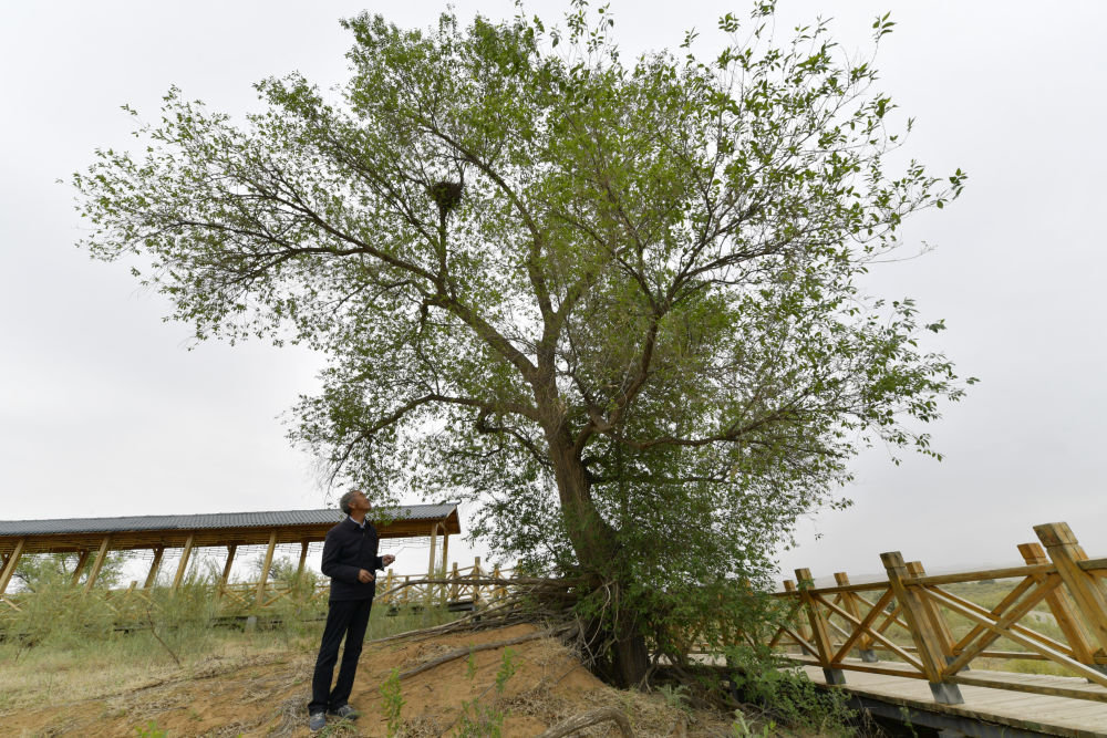 6月2日，在位于武威市古浪县的八步沙第一代治沙人治沙点，八步沙林场场长郭万刚查看父辈们栽种的白榆树的生长情况。