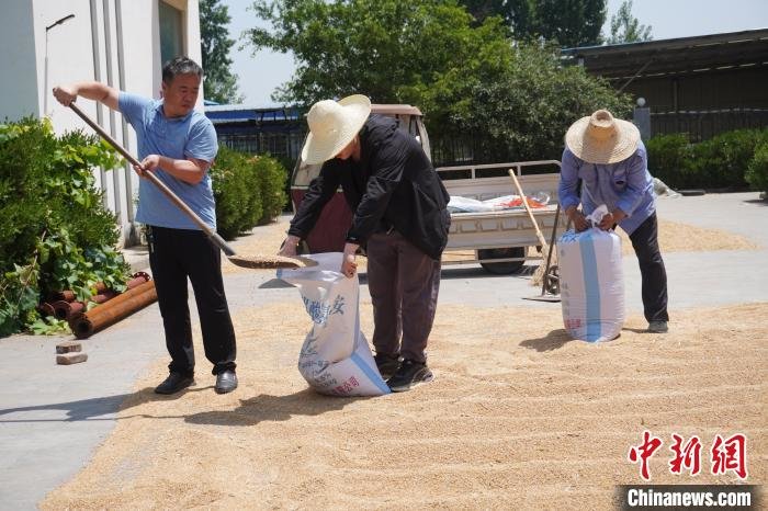 图为河南省新乡县朗公庙供水厂工作人员(左)帮农民收麦子。　韩章云 摄
