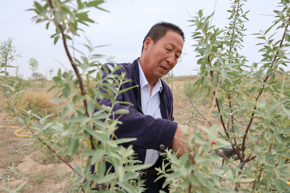 6月2日，在位于武威市古浪县的一片林区，八步沙第二代治沙人石银山给树木剪枝。