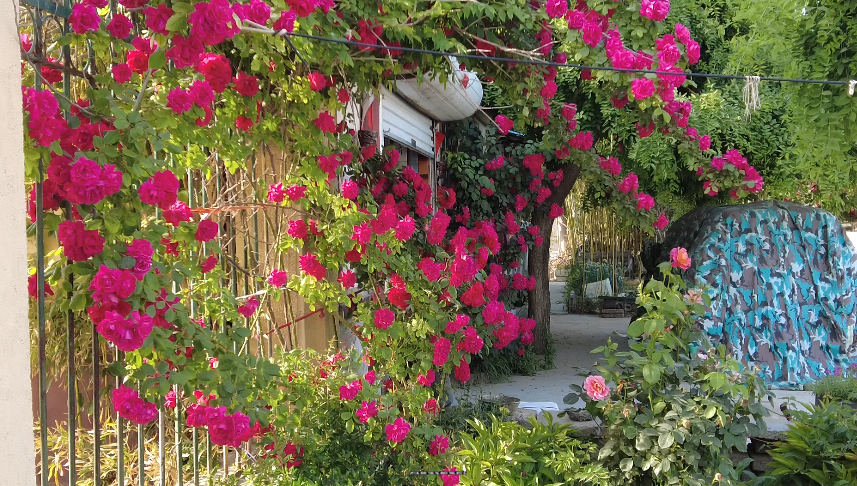 农村人居环境‖“脏乱差”变“净绿美”!青岛清除农村环境卫生死角,扮靓人居环境