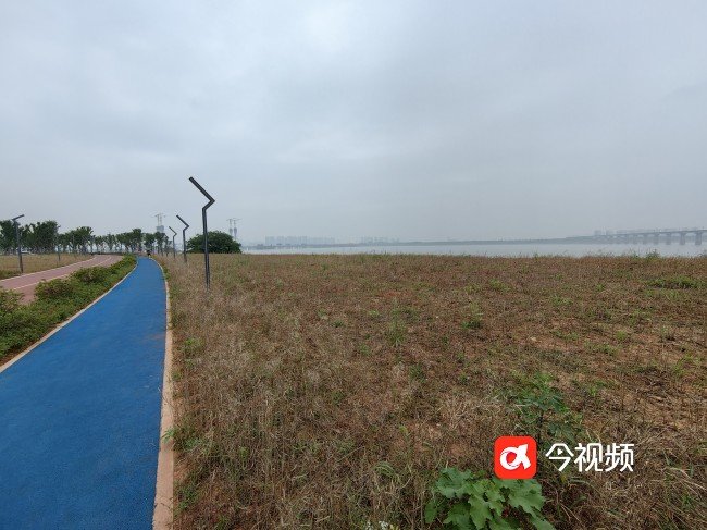 公园内将种植荞麦