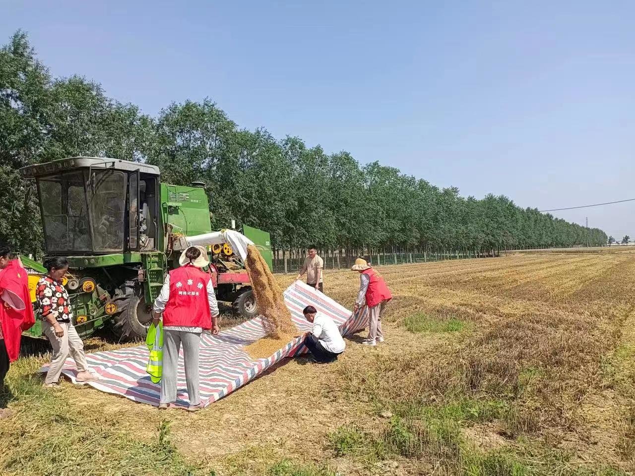 徐州丰县：丰年丰收景 龙口夺粮忙