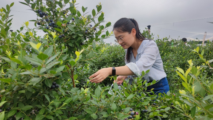 建行抚州东乡支行深入田间阡陌 助力蓝莓产业发展