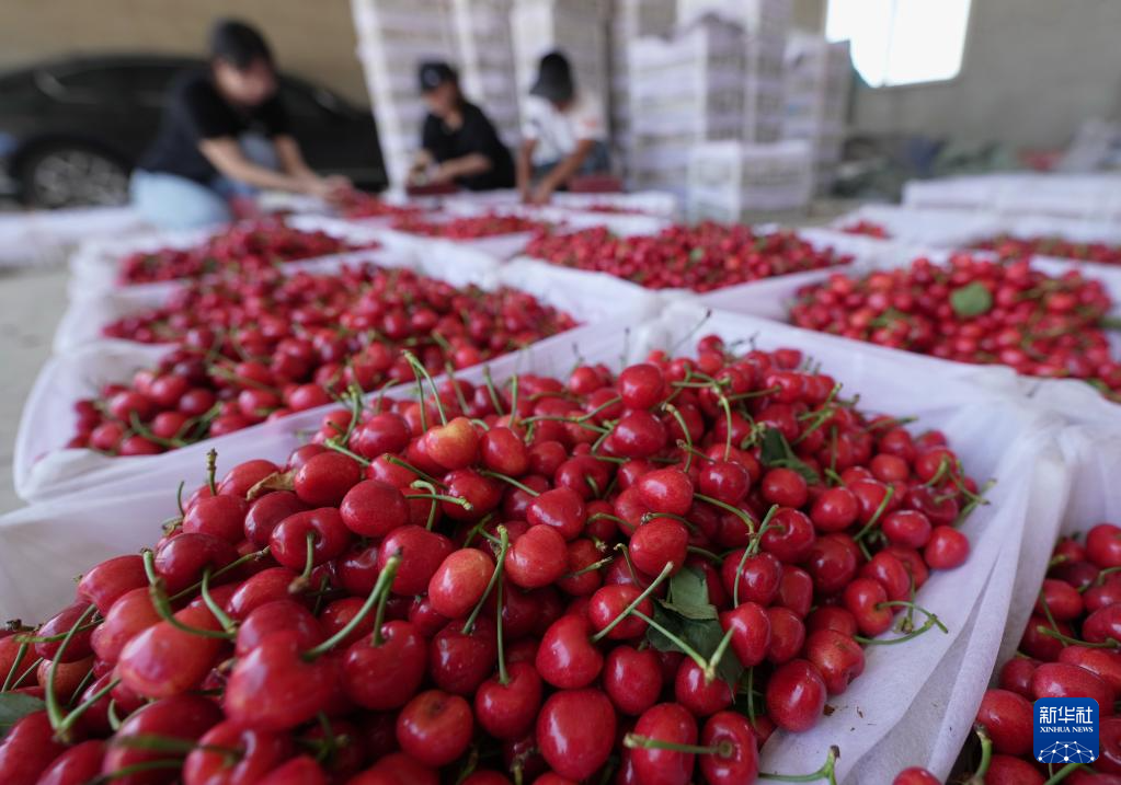 6月6日，秦皇岛市山海关区石河镇户远寨村一家樱桃种植合作社的社员在分拣刚采摘的樱桃。