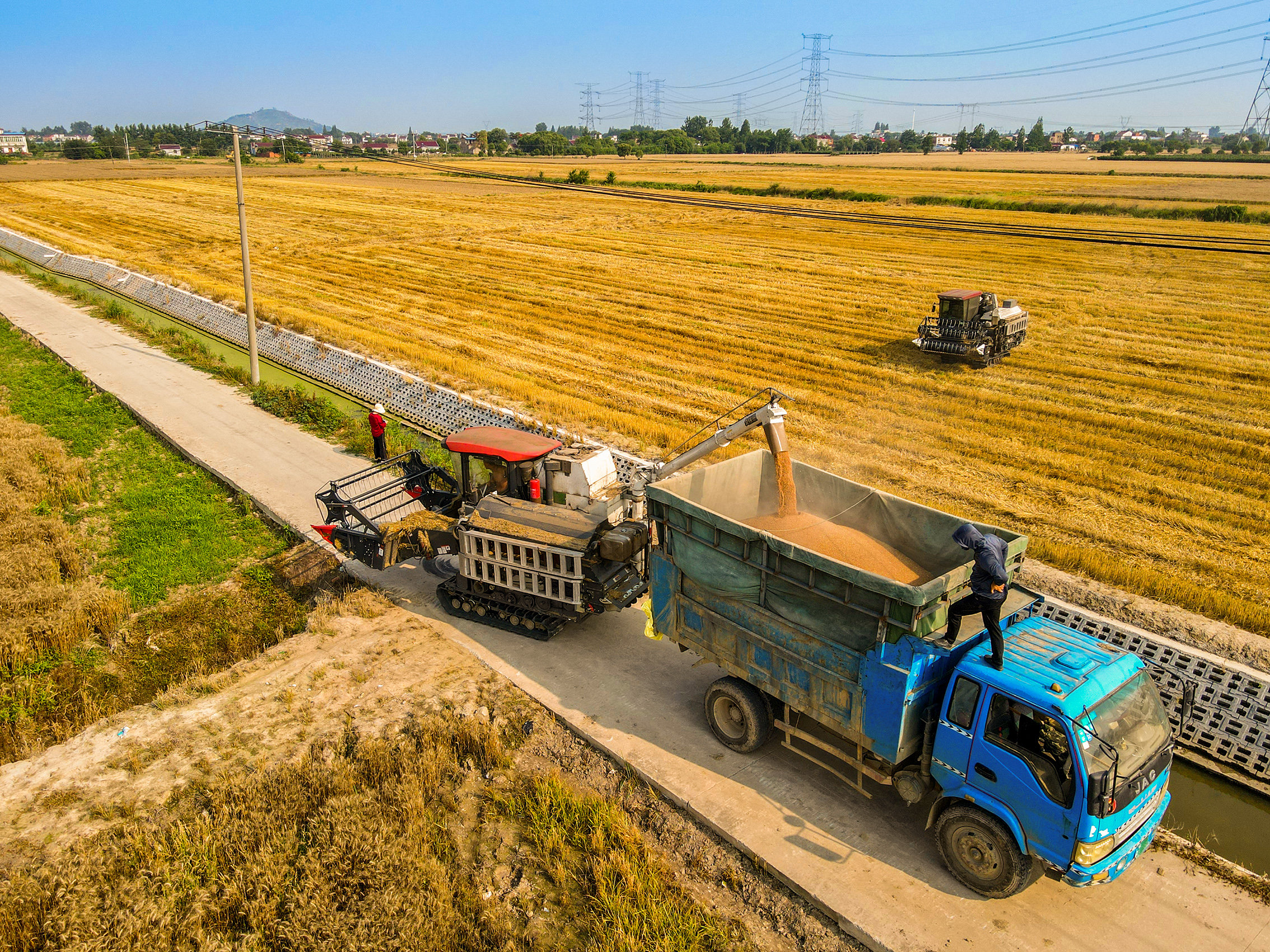 安徽庐江:麦收时节抢丰粮