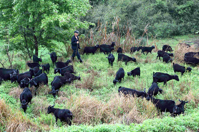 吉安安福县：深山传来黑山羊的“致富铃声”