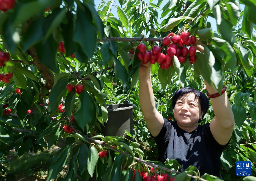6月6日，秦皇岛市山海关区石河镇户远寨村果农在自家果园采摘樱桃。