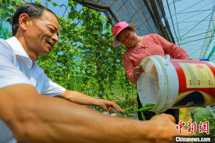王母渡镇浓口村无公害蔬菜基地的大棚内，种植户穿梭其间采收已经成熟的辣椒。　薛顺鑫 摄