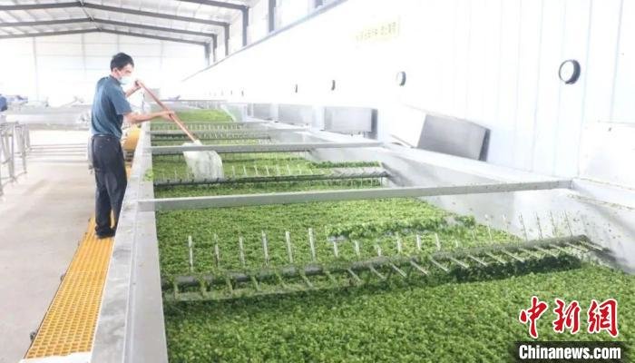 图为工人在清洗圆椒。　张家龙供图