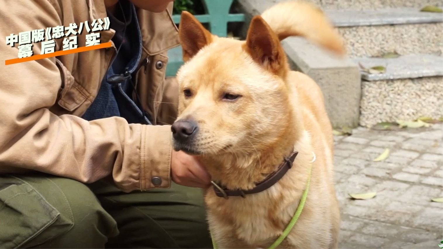 动物演员的后援团队有多庞大？中国版《忠犬八公》幕后纪实