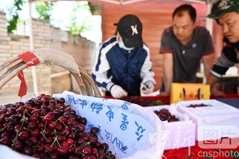 秦州区一樱桃基地内，果农挑选樱桃为客户发货。