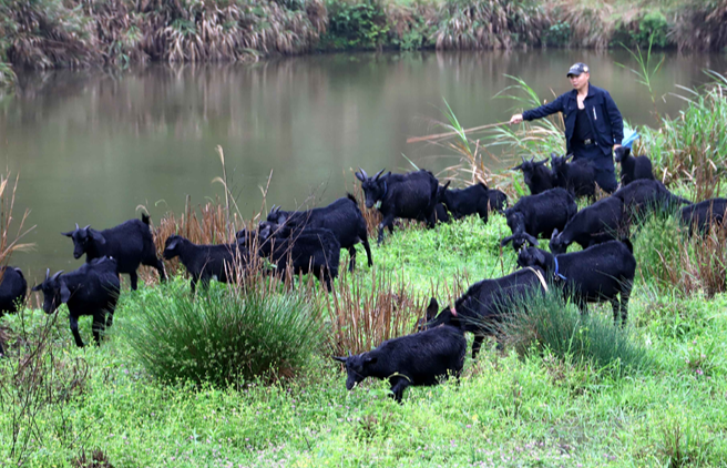 吉安安福县：深山传来黑山羊的“致富铃声”